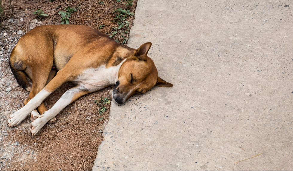 Stray dog sleeping on the street