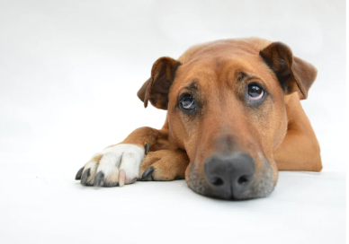 Do Dogs Cry?