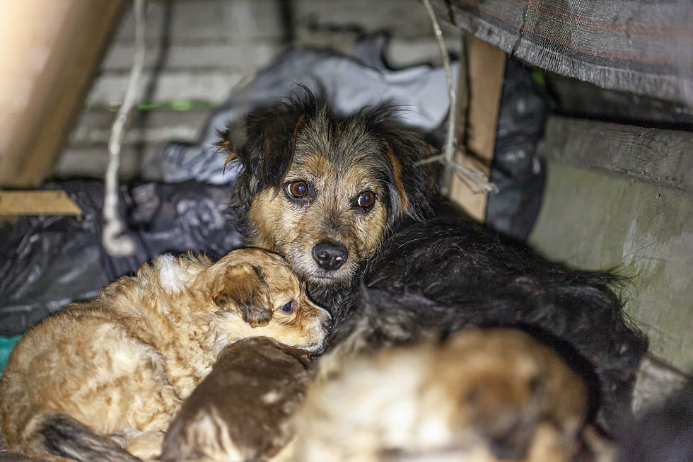 At first, this protective stray mom growled at rescuers. Fortunately, they were able to win her trust.