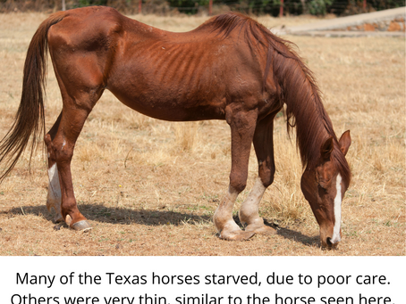 Texas Horse Slaughter