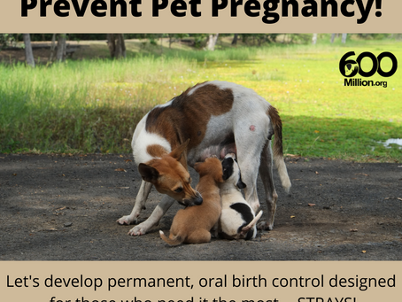 Let's develop oral, permanent birth control for those who need it the most -- STRAYS!