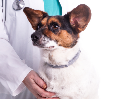 Neuter Dogs, Save Lives?