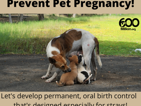Let's develop birth control designed especially for strays!