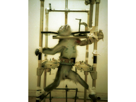 The Silver Spring Monkeys