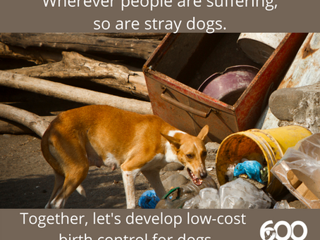 Stray Dogs Need Low-Cost Birth Control