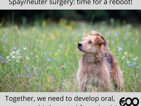 Spay/neuter surgery: time for a reboot!