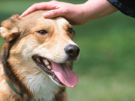How to buy a dog: DON'T! Part 2 of 3
