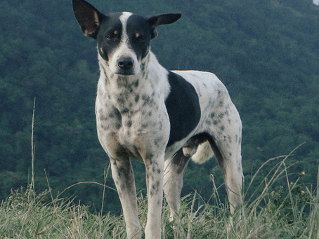 Human deaths from rabies in the Philippines