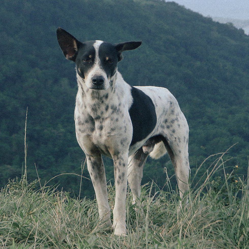 stray dog by Studio Philippines
