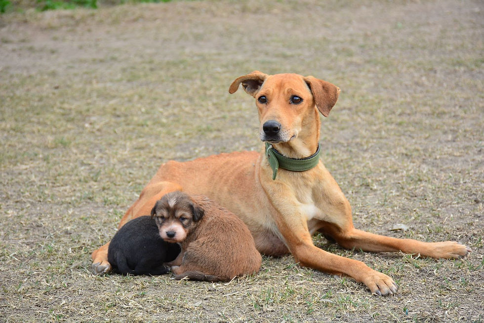 rescued stray dog and puppies