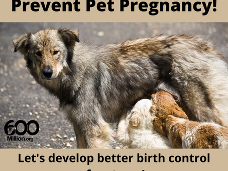 Better birth control for strays!