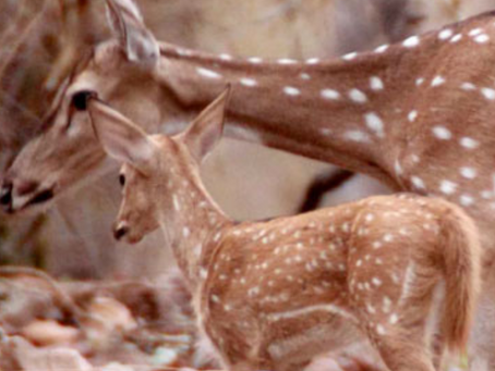 Saving animals from cruel snares in Molokai, Hawaii