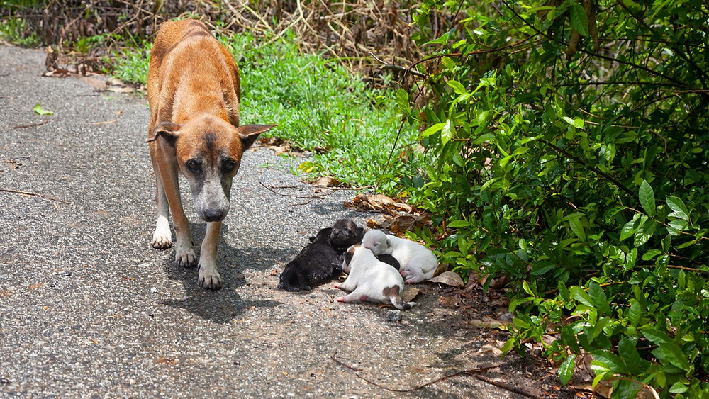 Nursing mom and her pups on the street, literally