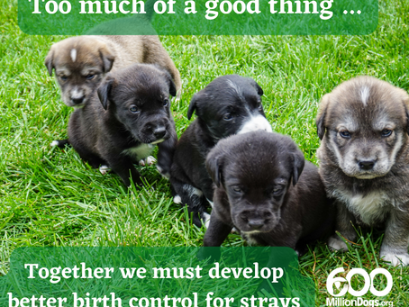 Together we must develop better birth control for strays