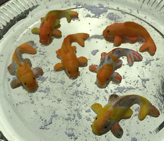 fondant koi fish.jpg