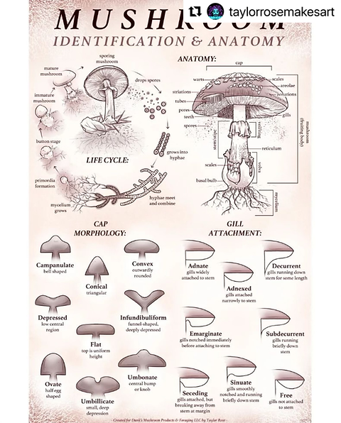 Custom Mushroom ID and Anatomy Print | Dunk's Mushrooms