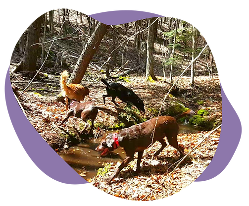 Doggy Bootcamp Plans from Really Special Animals Dog Training and Doggy Daycare