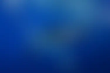 WHALE WATCHING BY VITAMIN SEA