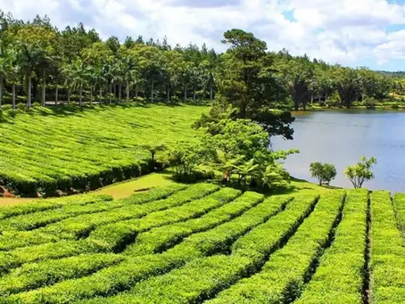 TEA TASTING TOUR AT BOIS CHERI