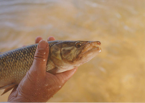 African Pike © African Fisherman