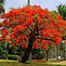 gulmohar_edited.jpg
