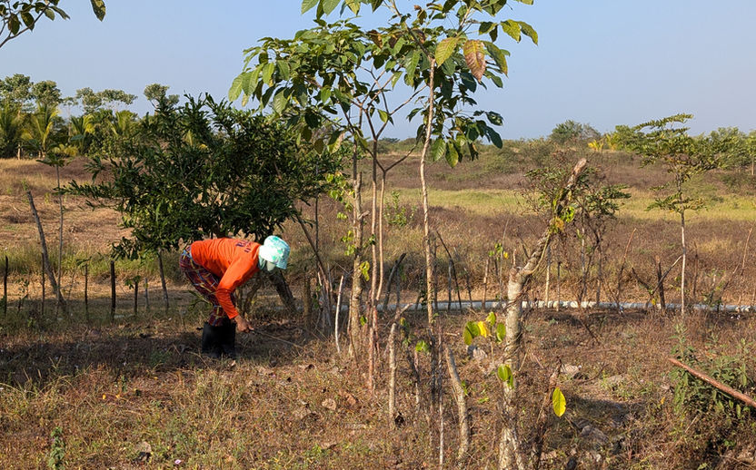 live fences cuttings reforestation fodder