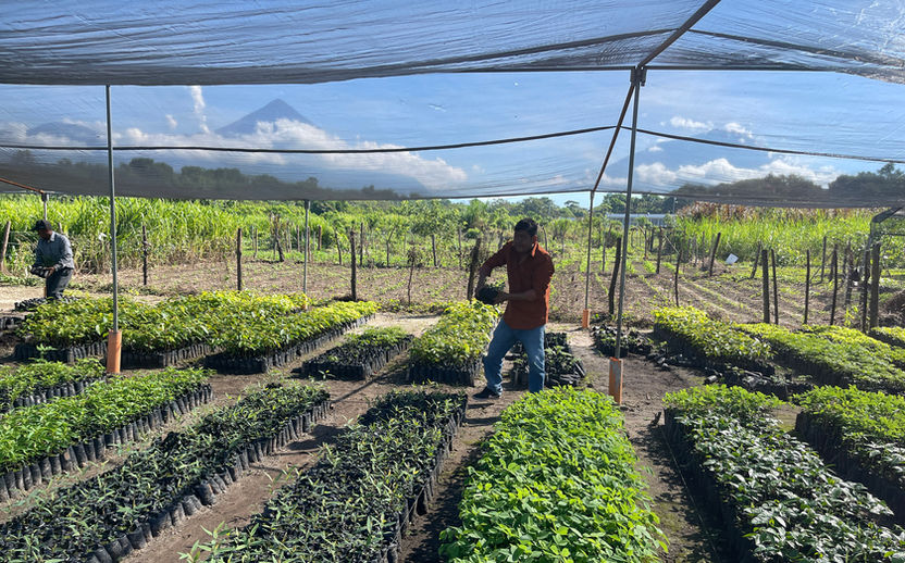 tree nursery forest guatemala