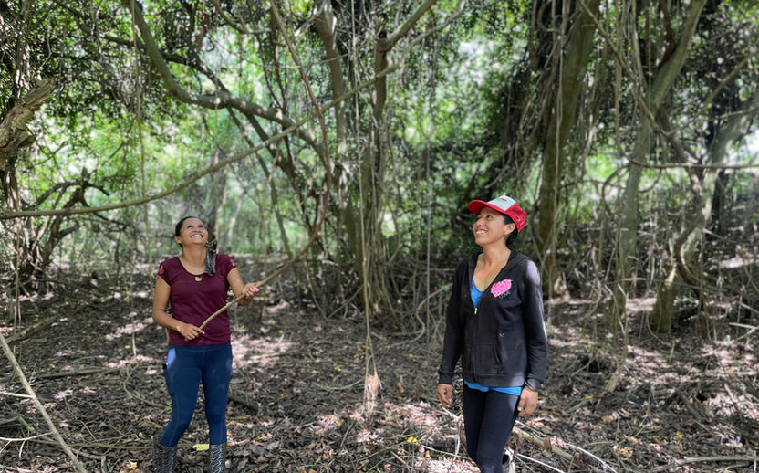 Women Forest Job Creation