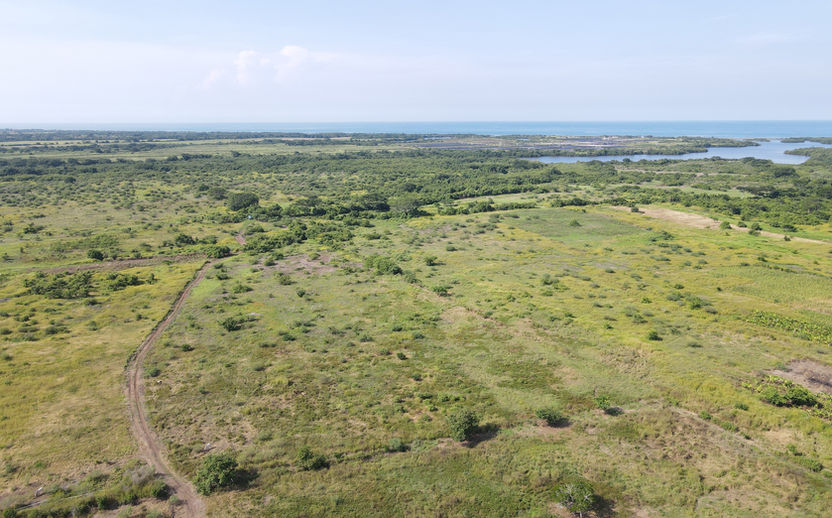 deforestation degraded land reforestation