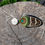 Thumbnail: Coin Hat Pin With Peacock Eye and Pheasant Feather On Wood