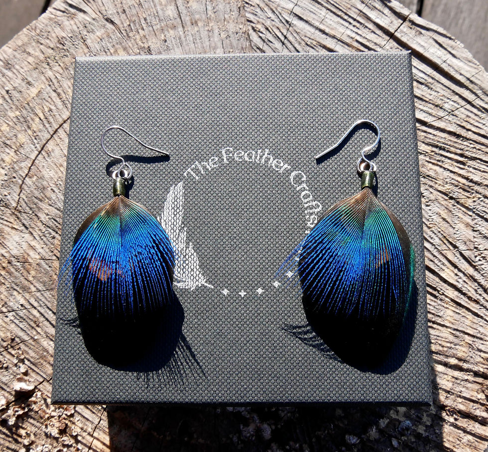All Peacock With A Touch Of Pheasant Earrings On Presentation Box