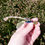 Thumbnail: Splayed Pheasant and Parrot Hat Pin On Hat - In Hand For Size