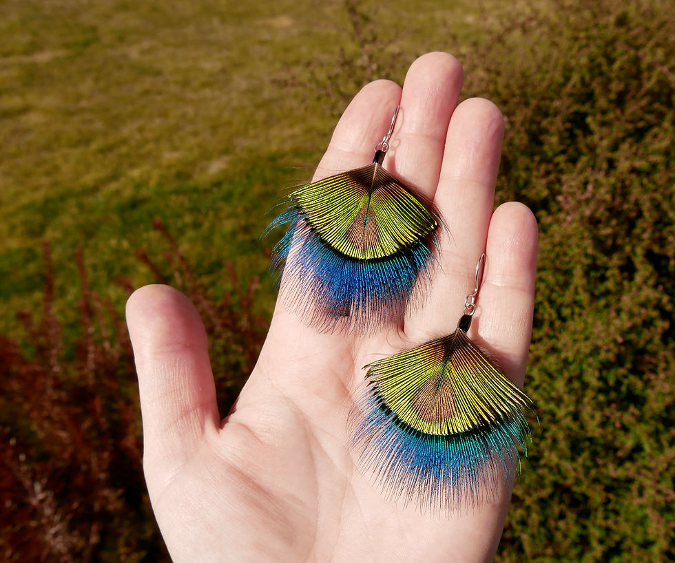 Real Peacock Feather Earrings Fronded Drops Front View on hand for size
