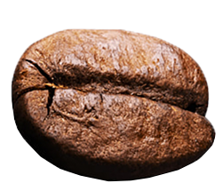Bohne_10.png