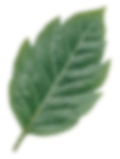 Kaffeeblatt_4.png