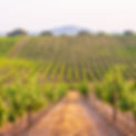 A photograph of vineyard lines in daylight.