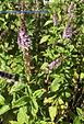Menthe.png