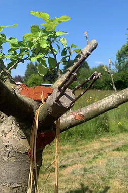 Greffage en couronne