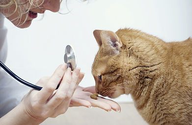 Veterinária Cosme Velho
