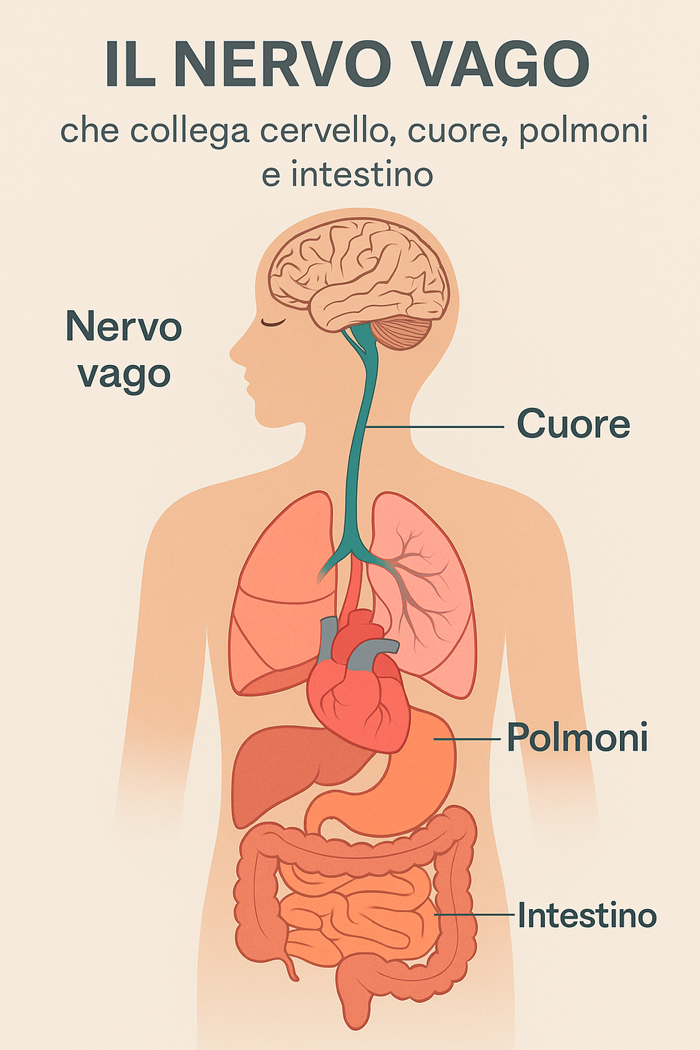 Schema del nervo vago e collegamenti tra cervello, cuore, polmoni e intestino