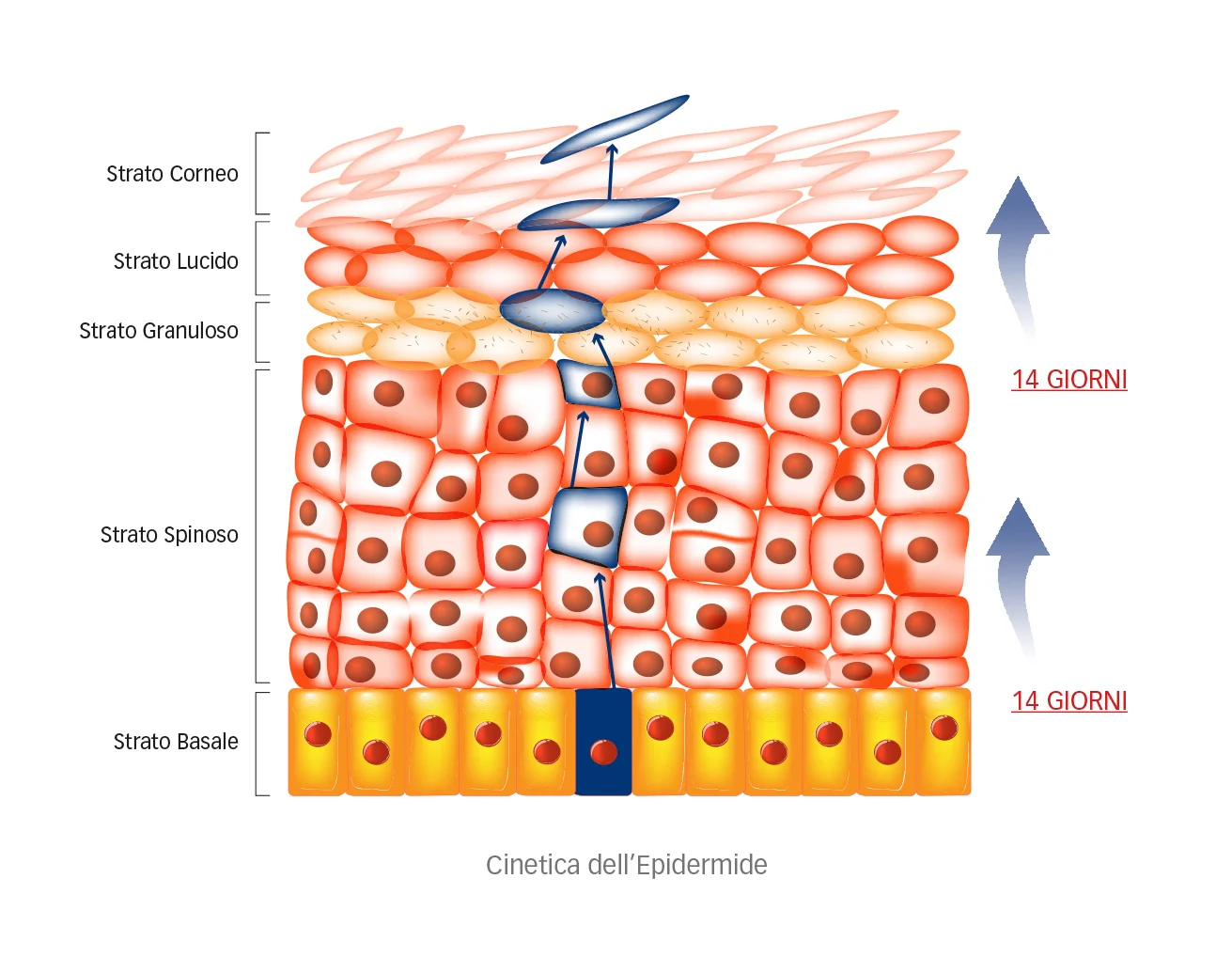 Illustrazione che spiega come la sostituzione del volume riduce lo stimolo biologico alla rigenerazione cellulare del viso.