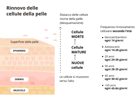 Illustrazione che spiega come la sostituzione del volume riduce lo stimolo biologico alla rigenerazione cellulare del viso.