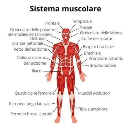 sistema muscolare 