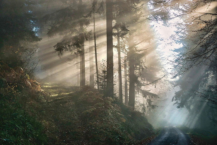 forest-6862143_1920.jpg