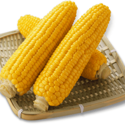 難消化麥芽糊精