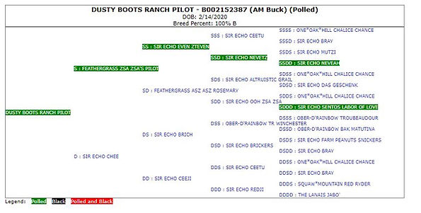 BuckLee's pedigree.JPG