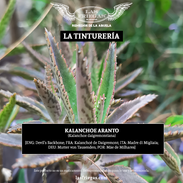 Las Friegas, Conerva Herbolarias - Tintura Madre - La Tinturería - Kalanchoe Aranto (Kalan