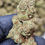 Thumbnail: Pink Runtz  (28% THCA) Hybrid - 1oz Premium Indoor Flower