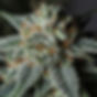 premium hemp flower.jpg