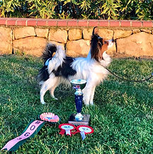 Dolores O'riordan Vlinder, Papillon